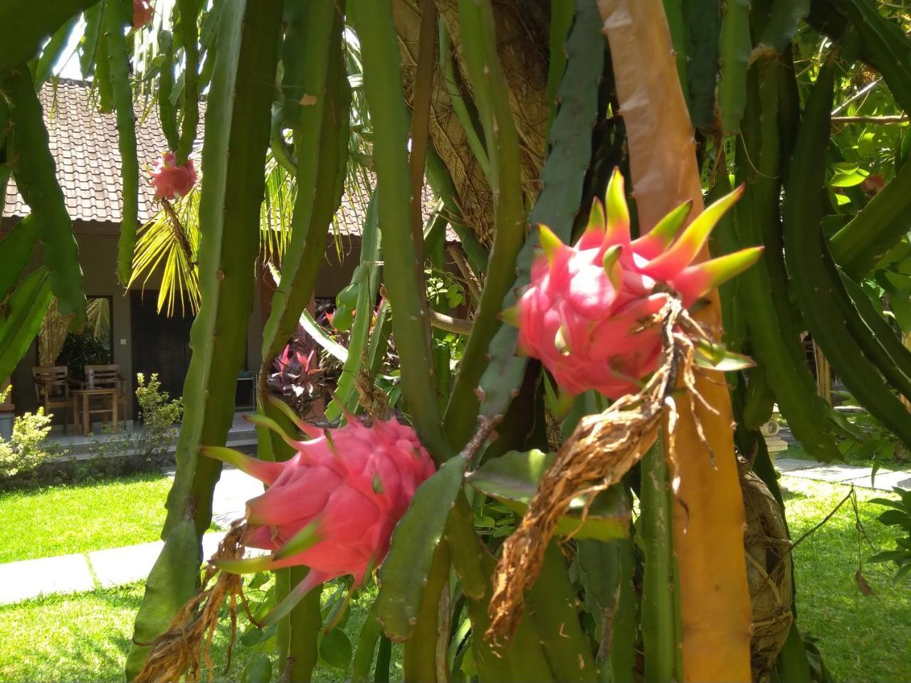 Suka Sari Cottages Pemuteran Esterno foto